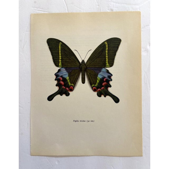 Up for sale is this gorgeous lithograph by F. Prochazka, published in Great Britain in 1965. It is in excellent, gently-...