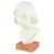 Plaster Bust of a Young Girl, Scandinavia, Mid-20th Century For Sale - Image 6 of 6