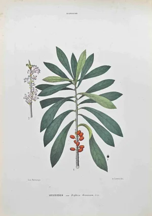 Vincenzo Tenore, Daphne Mezereum, Lithograph, 1870s