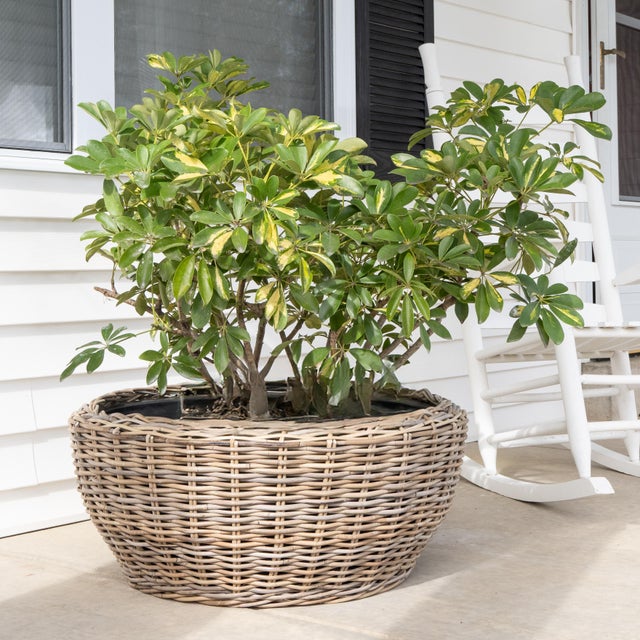 Artifacts Rattan Round Belly Planter with Black Plastic Insert, Natural, 28.50" For Sale - Image 10 of 12