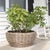 Artifacts Rattan Round Belly Planter with Black Plastic Insert, Natural, 28.50" For Sale - Image 10 of 12