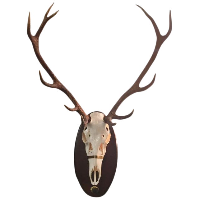 Mule Deer Horns And Skull