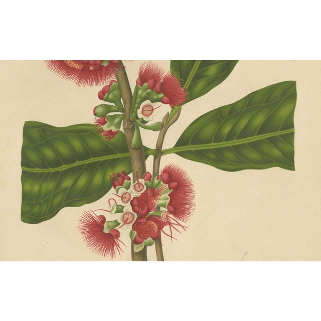 Paper Hoola van Nooten, Wax Apple Blossom Botanical, 1880, Chromolithograph For Sale - Image 7 of 9