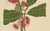 Paper Hoola van Nooten, Wax Apple Blossom Botanical, 1880, Chromolithograph For Sale - Image 7 of 9