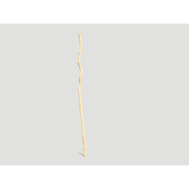Andrianna Shamaris Bleached Liana Branch For Sale - Image 4 of 5