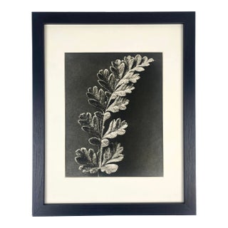 1940s Framed Botanical Blossfeldt Print - No. 88 For Sale
