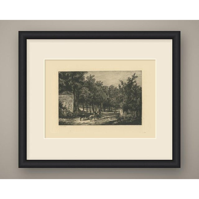 A shaded country lane runs between tall trees, with sunlight breaking across the road. A small herd of cattle ambles...