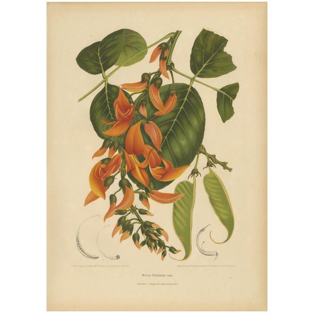 Berthe Hoola van Nooten, Flame of the Forest, 1880, Chromolithograph For Sale - Image 9 of 9