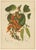Berthe Hoola van Nooten, Flame of the Forest, 1880, Chromolithograph For Sale - Image 9 of 9