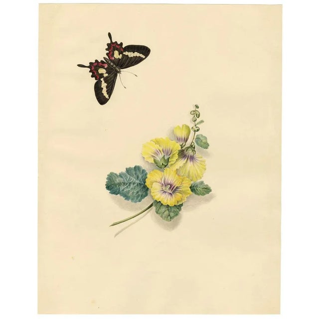 An original c.1832 watercolour painting, Louisa Hare, Agavus Cattleheart Butterfly & Hollyhock Flower.An outstanding large...