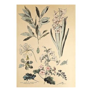1880s Large Rare French Antique Hand-Colored Chromolithograph by Henri Lambert-Hyacinths, Laurel, Primrose, Asplanium Fern For Sale