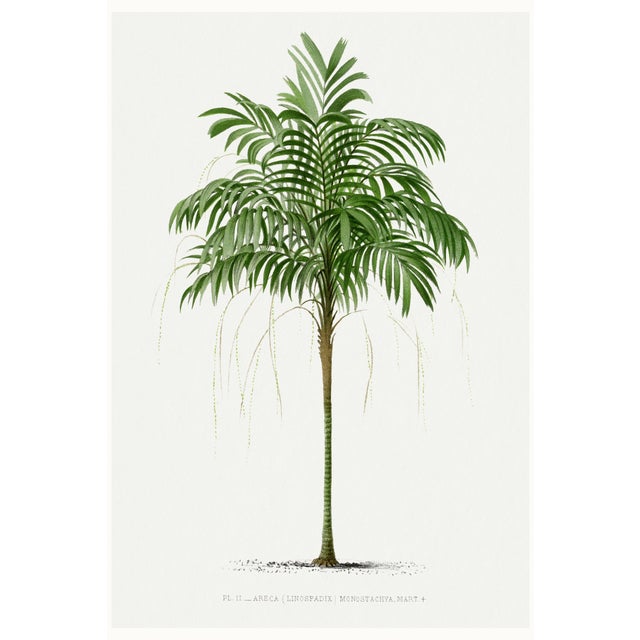 Royal Palm Study, Vintage Botanical Art Print Reproduction, 40" X 60" For Sale