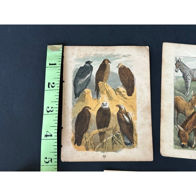 Antique 19th Century Engraved Natural History Animal Art Prints Set of 5 For Sale - Image 9 of 10