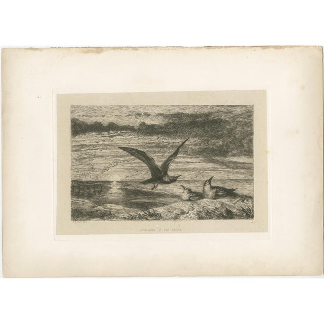 After R. Ansdell, Seagulls at Sunset on Coastal Cliffs, Etching, 1872 For Sale - Image 3 of 9