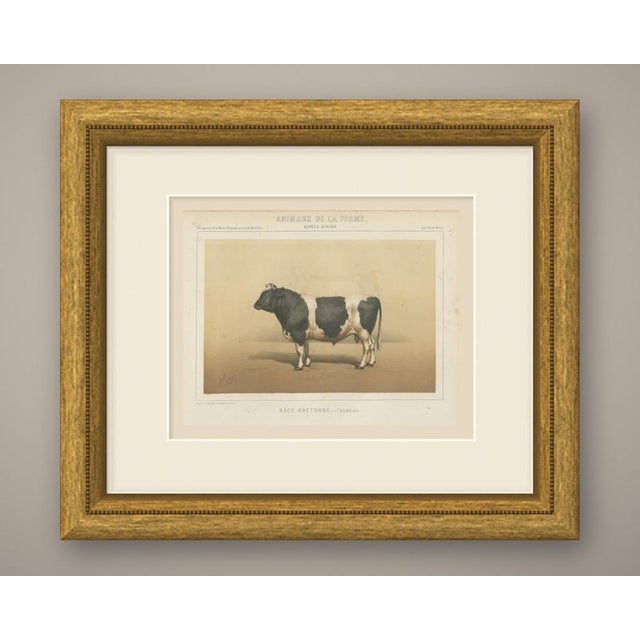 An original antique chromolithograph, printed in color, lettered "race bretonne, taureau." and published in paris about...