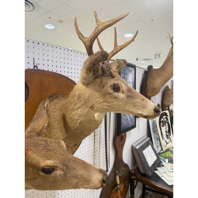 Pair of Whitetail Deer Head Shoulder Mounts Taxidermy Buck & Doe 26x16 For Sale In Atlanta - Image 6 of 8