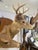 Pair of Whitetail Deer Head Shoulder Mounts Taxidermy Buck & Doe 26x16 For Sale In Atlanta - Image 6 of 8