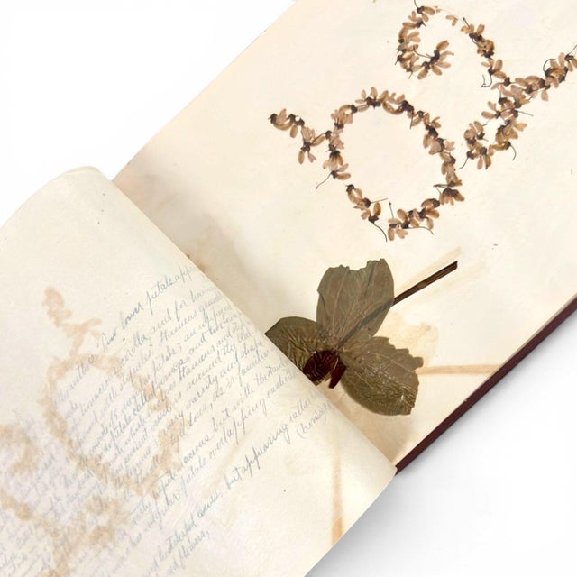 c.1900 Herbarium Album With 26 Specimens, Hand-Drawn Studies & Calligraphic Manuscript For Sale - Image 13 of 17