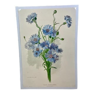 Antique Botanical Print From England Showcasing a Bouquet of Blue Cornflowers With Green Foliage - Circa 1892 For Sale