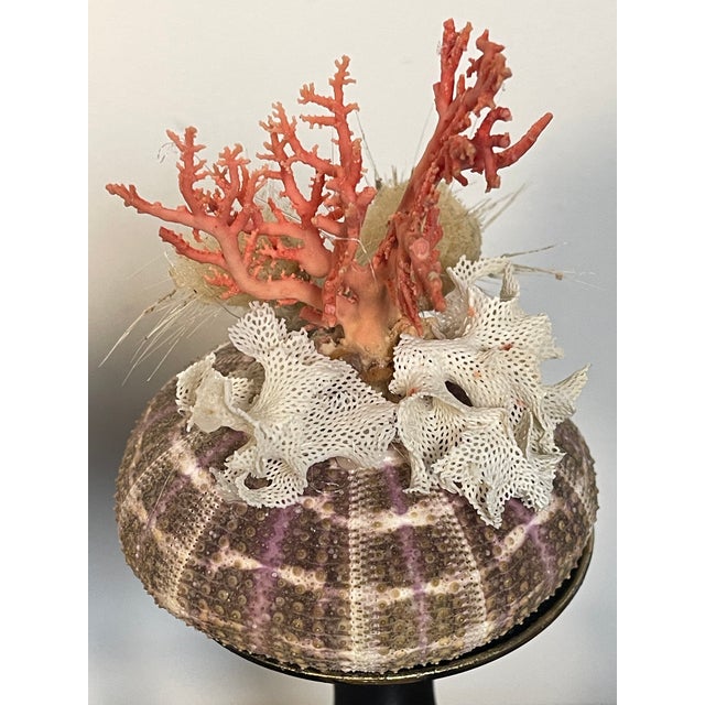 Mediterranean 1970s Pair Ted Mediterranean Coral Branches on Urchins Assemblage For Sale - Image 3 of 7