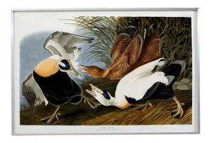 Audubon Eider Duck Plate #246 Havell Oppenheimer Edition