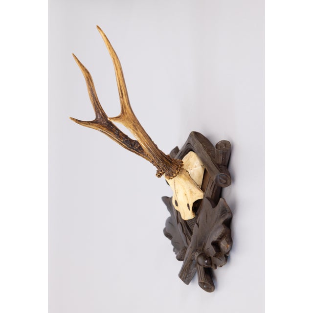 Cabin Antique Black Forest Roe Deer Antlers Hunting Trophy Mount For Sale - Image 3 of 6