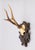 Cabin Antique Black Forest Roe Deer Antlers Hunting Trophy Mount For Sale - Image 3 of 6
