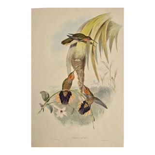 Saw-Bill Hummingbirds, Nest & Eggs: 19th C. Gould Hand-Colored "Grypus Naevius", 1850 For Sale
