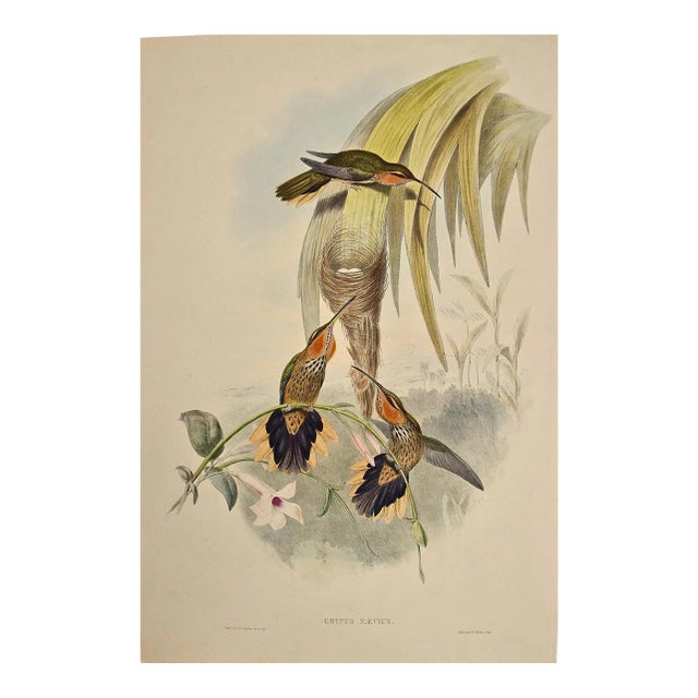 Saw-Bill Hummingbirds, Nest & Eggs: 19th C. Gould Hand-Colored "Grypus Naevius", 1850 For Sale