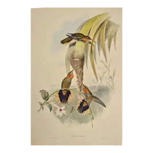 Saw-Bill Hummingbirds, Nest & Eggs: 19th C. Gould Hand-Colored "Grypus Naevius", 1850