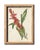 Antique Botanical Chromolithographs — “Wild Flowers of America”, Volume I, L. Prang & Co., Boston (C. 1877) Set of 13 For Sale - Image 12 of 17