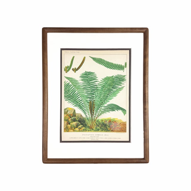 19th Century 19th-Century European Fern Gallery | Set of 16 Framed Botanical Prints For Sale - Image 5 of 12