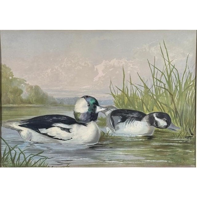 Realism Antique 1878 Alexander Pope Jr Duck Chromolithograph Bufflehead Ducks Framed For Sale - Image 3 of 10