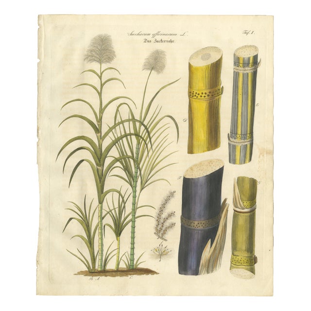 Saccharum Officinarum, 1800s, Paper For Sale
