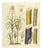 Saccharum Officinarum, 1800s, Paper For Sale