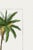 Paper Vintage Date Palm Tree, Botanical Art Print Reproduction, 32" X 48" For Sale - Image 7 of 9