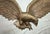 Very Heavy Vintage Solid Bronze Wall Mount American Bald Eagle Bird Brass Statue For Sale In New York - Image 6 of 7