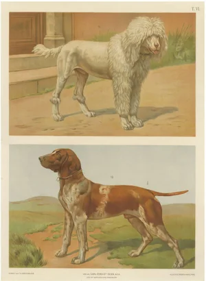 Briedwiser, Poodle and Hound, 1880, Paper