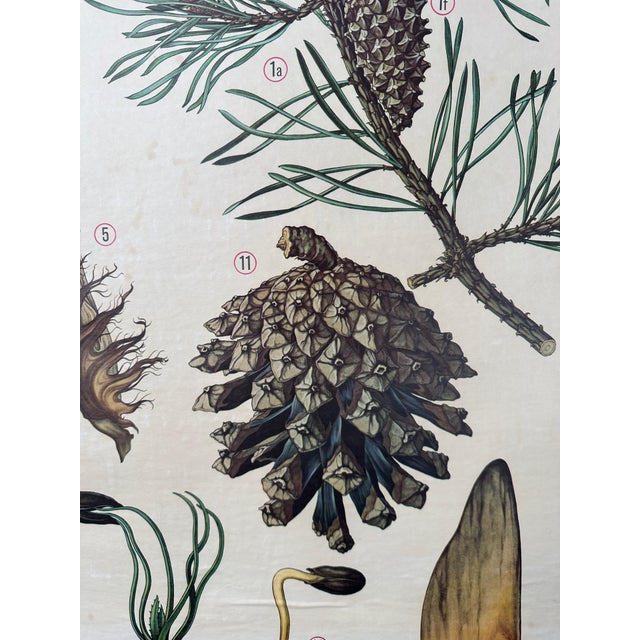 Vintage Linen School Map the Scots Pine For Sale - Image 6 of 13