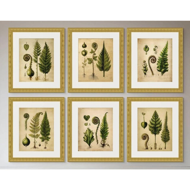 This collection of six botanical fine art prints reproduces beautifully detailed fern studies inspired by the natural...