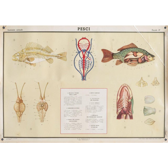 Educational Poster Depicting Fish from G.B. Paravia Torino, 1959 For Sale - Image 9 of 9