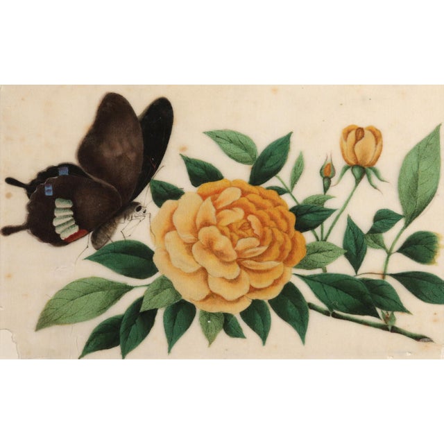 Cream China Trade Pith Paper Paintings of Fruit and Butterflies, a Set of Six For Sale - Image 8 of 14