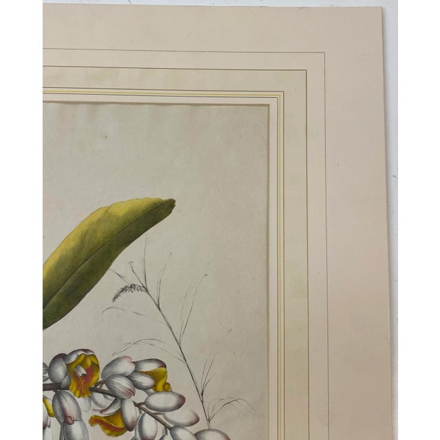 Illustration 19th C. Hand Colored Botanical "Alpinia Nutans Rosc." Lithograph For Sale - Image 3 of 12