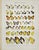 Illustration Adalbert Seitz Butterfly Prints – Midea - Catopsilia & Phyllocharis - Euchloe (C. 1909–1915), Set of 2 For Sale - Image 3 of 3