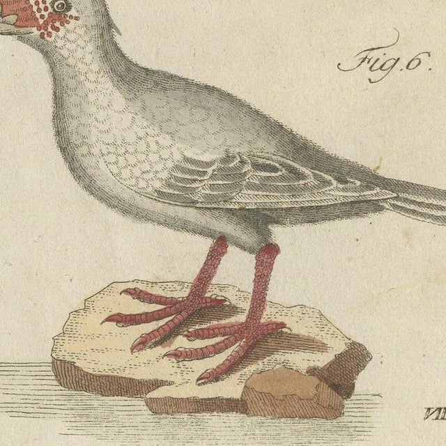 Beige Bertuch, Jacanas and Wading Birds with Long Toes, 1805, Print For Sale - Image 8 of 12