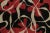 Mid-Century Modern Vintage Mid-Century Modern Wool Rug by Rug & Kilim, France, 1950–1959 For Sale - Image 3 of 8