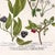 Olive 1739 Cherry Blossoms & Fruits Mezzotint | Hand-Colored Johann Weinmann Botanical Print For Sale - Image 8 of 9