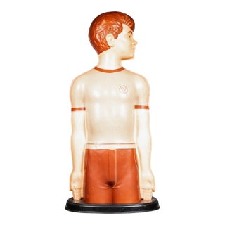 Mid-Century Classroom Anatomical Teaching Respiratory Model C.1950 For Sale