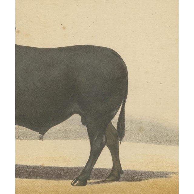 Olivier De Penne, Zebu Bull, Humped Cattle, 1863, Chromolithograph For Sale - Image 6 of 9