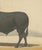 Olivier De Penne, Zebu Bull, Humped Cattle, 1863, Chromolithograph For Sale - Image 6 of 9